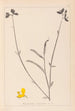 Herbier de la flore française Pl0170 - Louis Antoine Cusin — visning af kunstværket