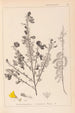 Herbier af den franske flora Pl0171 - Louis Antoine Cusin — visning af kunstværket