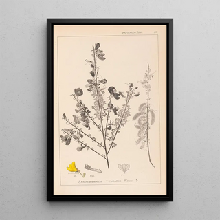 Louis Antoine Cusin - Herbier de la flore franaise Pl0171.webp