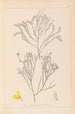 Herbier af den franske flora Pl0173 - Louis Antoine Cusin — visning af kunstværket