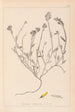 Herbier de la flore française Pl0174 - Louis Antoine Cusin — visning af kunstværket
