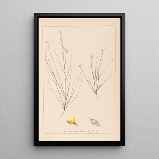 Louis Antoine Cusin - Herbier de la flore franaise Pl0175.webp