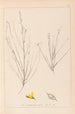 Herbier de la flore française Pl0175 - Louis Antoine Cusin — visning af kunstværket