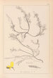 Herbier de la flore française Pl0176 - Louis Antoine Cusin — visning af kunstværket