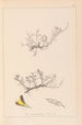 Herbier de la flore française Pl0177 - Louis Antoine Cusin — visning af kunstværket