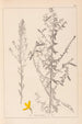 Herbier de la flore française Pl0178 - Louis Antoine Cusin — visning af kunstværket