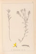 Herbier de la flore française Pl0179 - Louis Antoine Cusin — visning af kunstværket