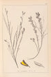 Herbier af den franske flora Pl0180 - Louis Antoine Cusin — visning af kunstværket