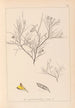 Herbier de la flore française Pl0181 - Louis Antoine Cusin — visning af kunstværket