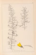 Herbier de la flore française Pl0182 - Louis Antoine Cusin — visning af kunstværket