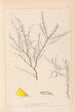 Herbier de la flore française Pl0183 - Louis Antoine Cusin — visning af kunstværket