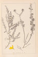 Herbier de la flore française Pl0184 - Louis Antoine Cusin — visning af kunstværket