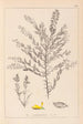 Herbier de la flore française Pl0185 - Louis Antoine Cusin — visning af kunstværket