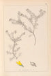 Herbarium af den franske flora Maleri Pl0186 - Louis Antoine Cusin — visning af kunstværket