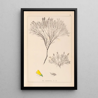 Louis Antoine Cusin - Herbier de la flore franaise Pl0187.webp