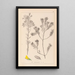 Herbier de la flore française Pl0188 - Louis Antoine Cusin — indrammet kunstværk på væggen