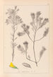 Herbier de la flore française Pl0188 - Louis Antoine Cusin — visning af kunstværket