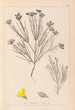 Herbier de la flore française Pl0189 - Louis Antoine Cusin — visning af kunstværket