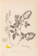 Herbier de la flore française Pl0191 - Louis Antoine Cusin — visning af kunstværket