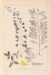 Herbier af den franske flora Pl0192 - Louis Antoine Cusin — visning af kunstværket