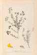 Herbier de la flore française Pl0193 - Louis Antoine Cusin — visning af kunstværket