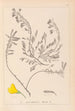 Herbier de la flore française Pl0194 - Louis Antoine Cusin — visning af kunstværket
