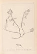Herbier de la flore française Pl0195 - Louis Antoine Cusin — visning af kunstværket