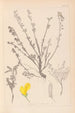 Herbier de la flore française Pl0196 - Louis Antoine Cusin — visning af kunstværket