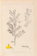 Herbier de la flore française Pl0197 - Louis Antoine Cusin — visning af kunstværket