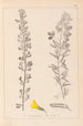 Herbier de la flore française Pl0198 - Louis Antoine Cusin — visning af kunstværket
