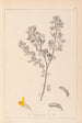 Herbier de la flore française Pl0199 - Louis Antoine Cusin — visning af kunstværket