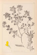 Herbier de la flore française Pl0200 - Louis Antoine Cusin — visning af kunstværket