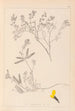 Herbier de la flore française Pl0201 - Louis Antoine Cusin — visning af kunstværket