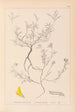 Herbier de la flore française Pl0202 - Louis Antoine Cusin — visning af kunstværket
