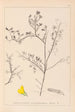 Herbier de la flore française Pl0203 - Louis Antoine Cusin — visning af kunstværket