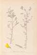 Herbier af den franske flora Pl0204 - Louis Antoine Cusin — visning af kunstværket