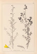 Herbier de la flore française Pl0205 - Louis Antoine Cusin — visning af kunstværket