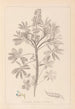 Herbier de la flore française Pl0206 - Louis Antoine Cusin — visning af kunstværket