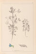 Herbier de la flore française Pl0207 - Louis Antoine Cusin — visning af kunstværket