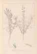 Herbier de la flore française Pl0208 - Louis Antoine Cusin — visning af kunstværket