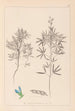 Herbier de la flore française Pl0209 - Louis Antoine Cusin — visning af kunstværket