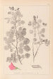 Herbier de la flore française Pl0210 - Louis Antoine Cusin — visning af kunstværket
