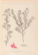 Herbier de la flore française Pl0211 - Louis Antoine Cusin — visning af kunstværket