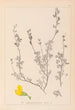 Herbier de la flore française Pl0212 - Louis Antoine Cusin — visning af kunstværket