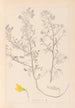 Herbier af den franske flora Pl0213 - Louis Antoine Cusin — visning af kunstværket