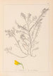 Herbier af den franske flora Pl0214 - Louis Antoine Cusin — visning af kunstværket