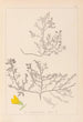 Herbier de la flore française Pl0215 - Louis Antoine Cusin — visning af kunstværket