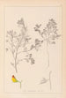 Herbier af den franske flora Pl0216 - Louis Antoine Cusin — visning af kunstværket