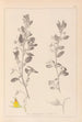 Herbier af den franske flora Pl0217 - Louis Antoine Cusin — visning af kunstværket