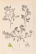 Herbier de la flore française Pl0218 - Louis Antoine Cusin — visning af kunstværket